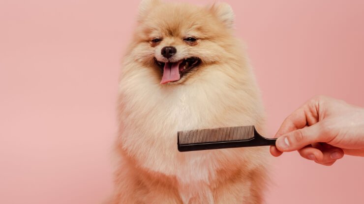 คู่มือการซื้อปัตตาเลี่ยนสุนัข