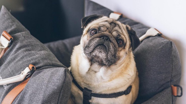 คู่มือการซื้อกระเป๋าใส่สุนัข