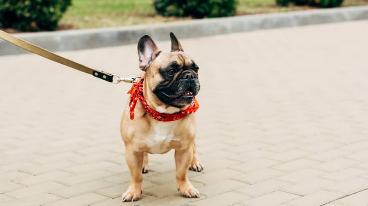 คู่มือการซื้อสายจูงที่เหมาะสมสำหรับสุนัขของคุณ